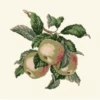 Elizabeth Bradley Tapestry Kit - Apples (Cream Background) -Cheap Knitting Needles Store capture bvhx2tfu.yjr