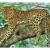 Collection D'Art Tapestry Canvas 40X50 Leopard In Tree 1 Collection D'Art Tapestry Canvas 40X50 Leopard In Tree -Cheap Knitting Needles Store da10359 jdp1l0ig.m42