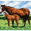 Collection D'Art Tapestry Canvas 40X50 Horse & Foal -Cheap Knitting Needles Store da10423 h30adqj4.c15