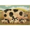 Elizabeth Bradley Tapestry Kit - The Gloucester Old Spot Sow & Piglets -Cheap Knitting Needles Store ebetk botftgossp 1 637406204371861256