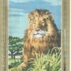 SEG De Paris Tapestry Canvas 30X40 The Lion King 1 SEG De Paris Tapestry Canvas 30X40 The Lion King -Cheap Knitting Needles Store seg928 272 gowyym54.dgo